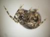 Theridion sp.